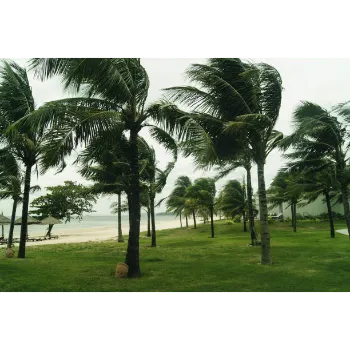 Natural Coconut Plant